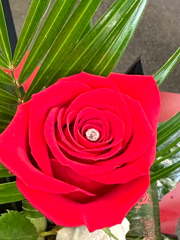 Valentines Rose