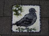 Pigeon design board