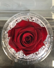 Red forever rose bowl