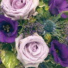 Posy  Pad Purple,Blue and Lilac